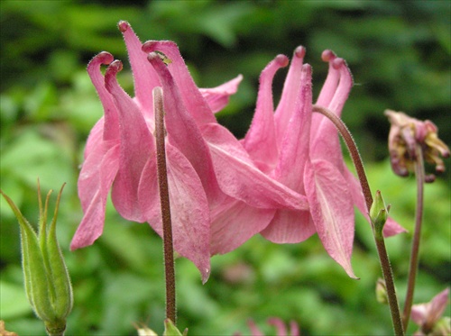 orlíček-Aquilegia vulgaris