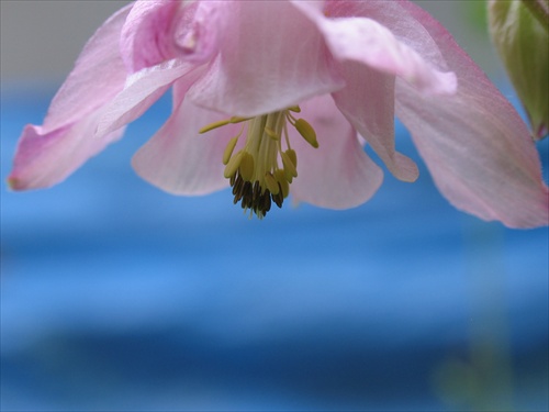 orlíček-Aquilegia vulgaris