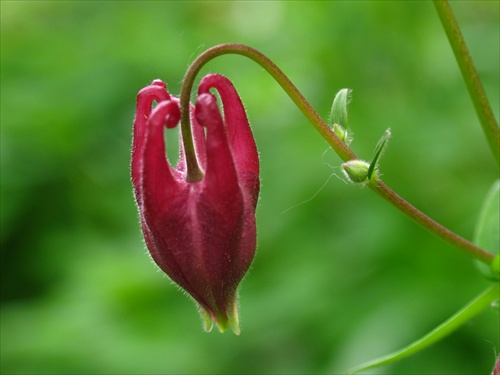 orlíček-Aquilegia vulgaris