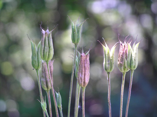 orlíček-Aquilegia vulgaris