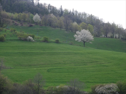 Čerešne kvitnú