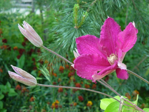 clematis purpurea