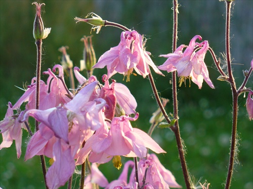 Garden columbine