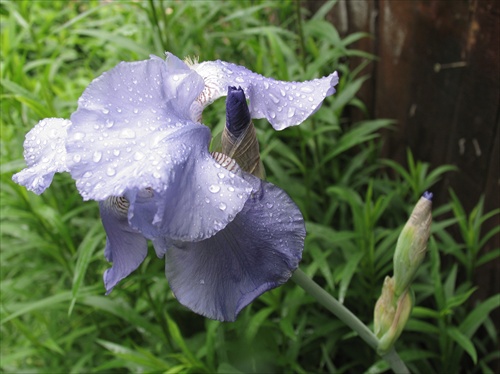 iris