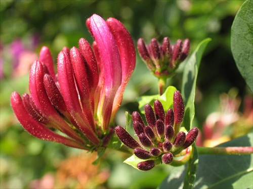 lonnicera japonica