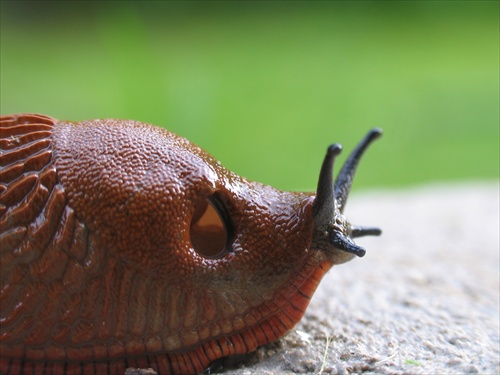 jurský park-arion subfuscus