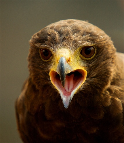 Harris's Hawk