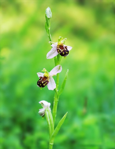 Ophrys apifera