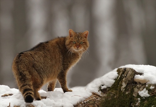 mačka divá - wild