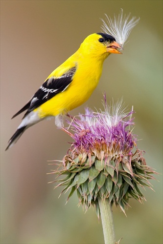 Carduelis tristis