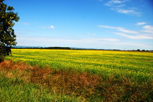 Farebná roľa