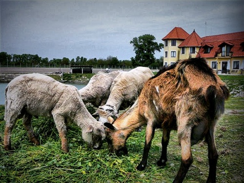 Malá ZOO