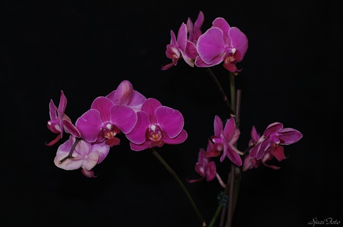 orchidea