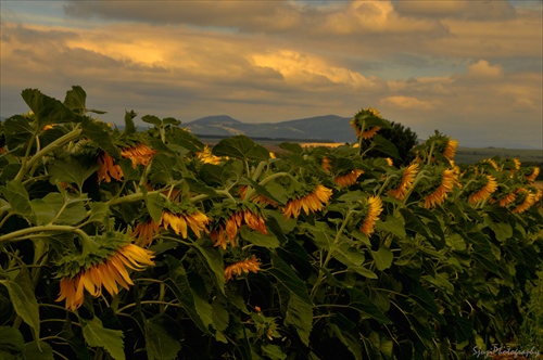 Slniečka