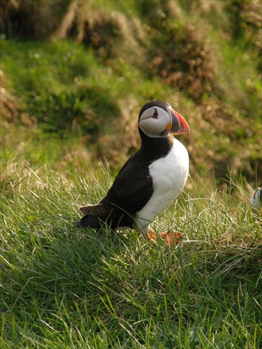 vtačik Puffin :)