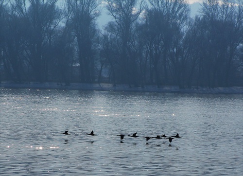 Divé kačice nad dunajom.