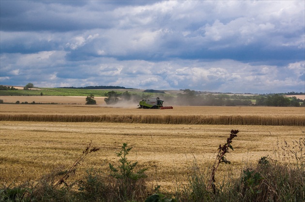 Žatva.