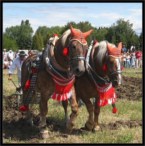 z Agrokomplexu