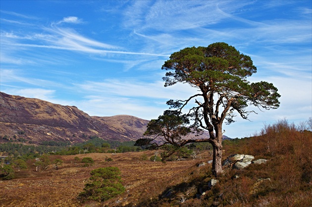 Glen Affric