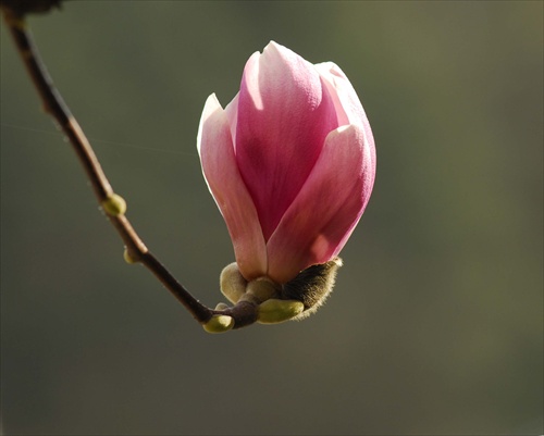 magnolia