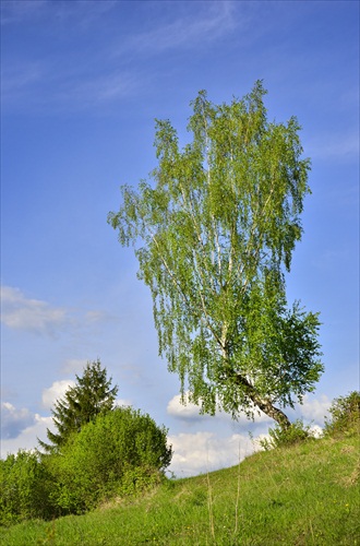 na stráži