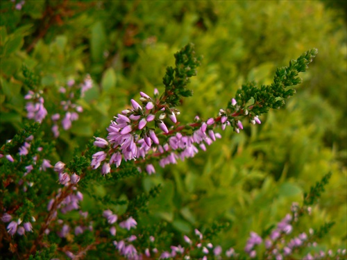 Vres (Calluna)