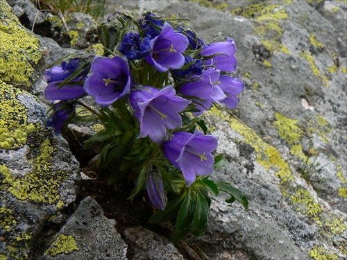 Campanula carpatica