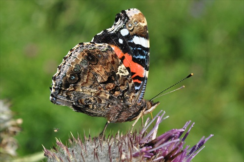 Babôčka admirálska-Vanessa atalanta