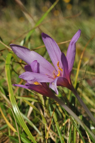 Jesienka obyčajná - Colchicum autumnale