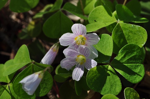 Kyslička obyčajná - Oxalis acetosella