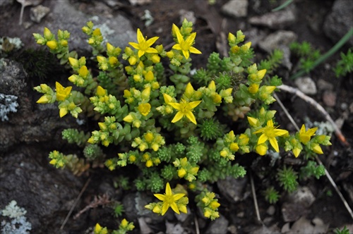 Rozchodník prudký - Sedum acre