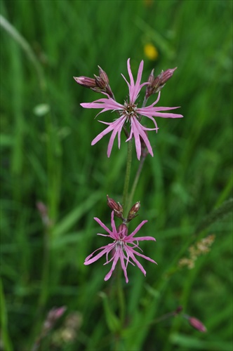 Kukučka lúčna - Lychnis flos-cuculi