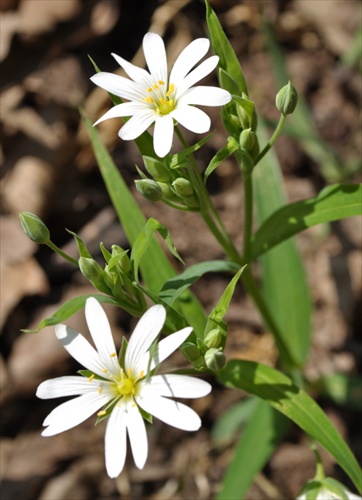 Hviezdica veľkokvetá -Stellaria holostea