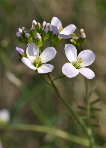 Žerušnica lúčna - Cardamine pratensis