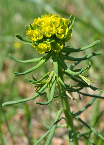 Mliečnik chvojkový - Euphorbia cyparissias