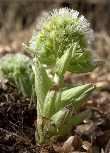 Deväťsil biely - Petasites albus