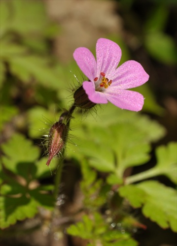 Pakost smradľavý - Geranium robertianum