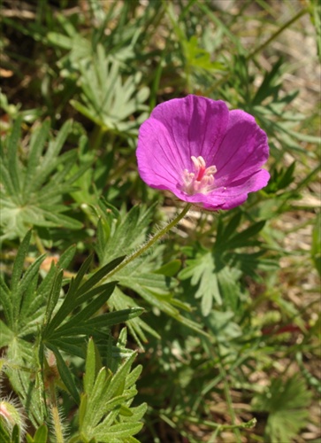 Pakost krvavý - Geranium sanguineum