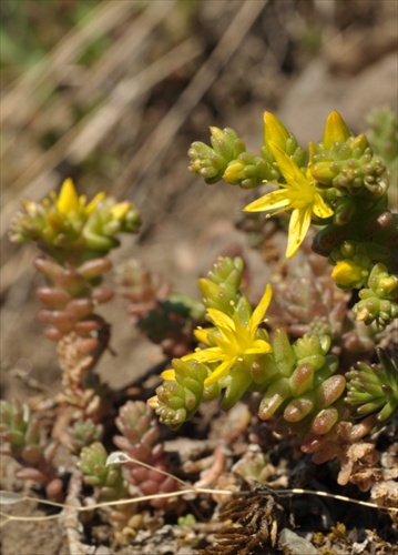 Rozchodník prudký - Sedum acre