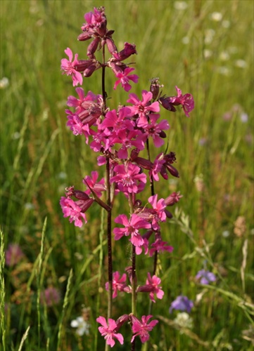 Smolnička obyčajná - Steris viscaria