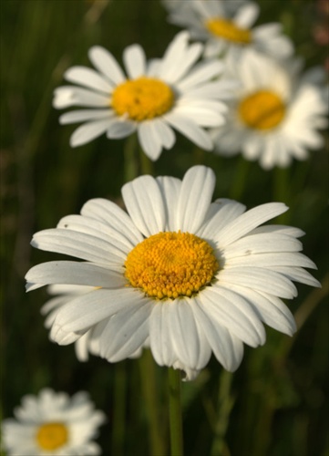 Králik biely - Chrysanthemum leucanthemum