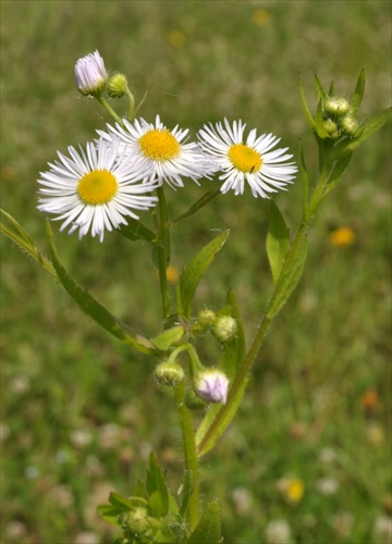 Hviezdnik ročný - Stenactis annua