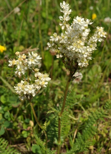 Túžobník obyčajný - Filipendula vulgaris