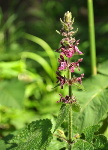 Čistec lesný - Stachys sylvatica