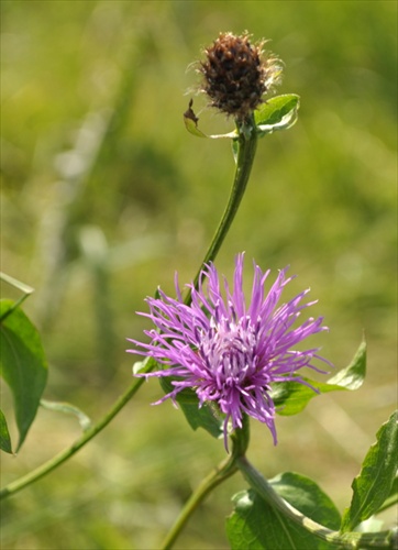 Nevädza lúčna - Centaurea jacea