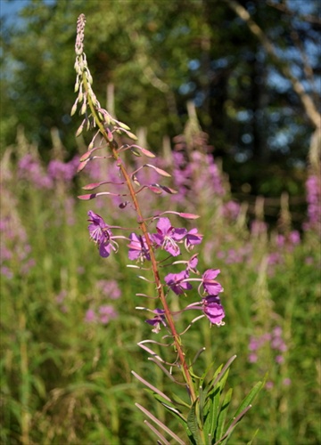 Kyprina úzkolistá - Chamerion angustifolium