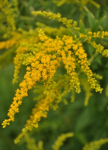 Zlatobyľ obrovská - Solidago gigantea