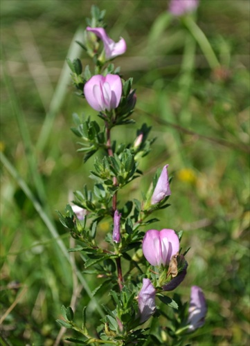 Ihlica tŕnitá - Ononis spinosa