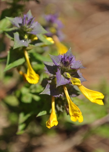 Čermeľ hajný - Melampyrum nemorosum