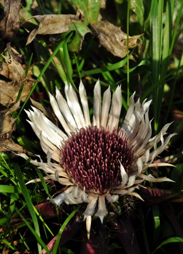 Krasovlas bezbyľový - Carlina acaulis